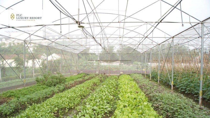 We invite you to visit the “green heart” of FLC Vinh Phuc – FLC ECO FARM 