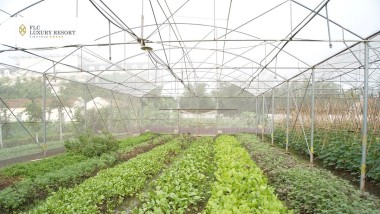 Mời bạn ghé thăm “trái tim xanh” của FLC Vĩnh Phúc – FLC ECO FARM